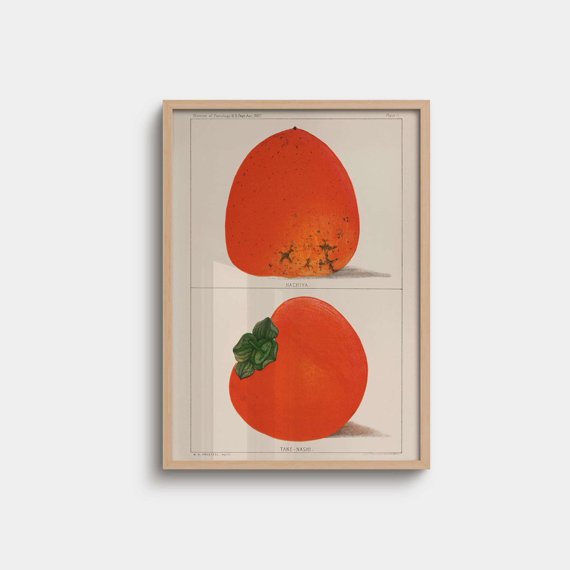 008. Persimmons Print