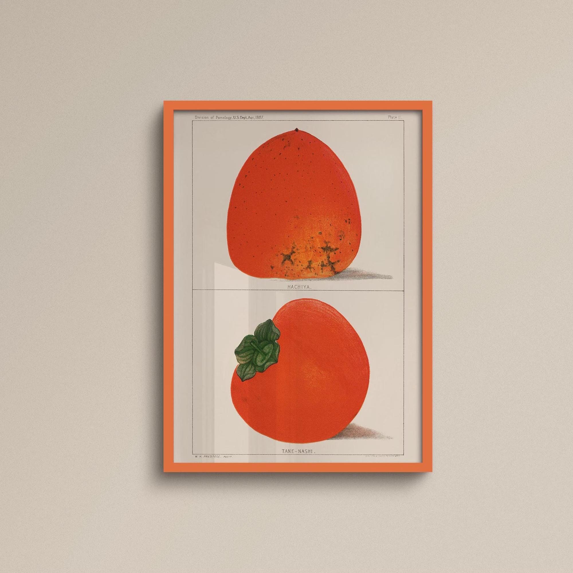 008. Persimmons Print